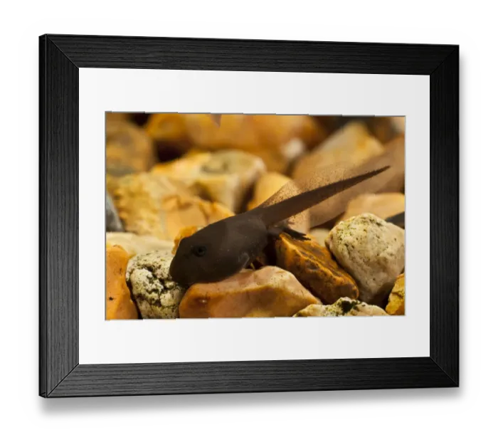 Framed Print : Common Toad (Bufo bufo) tadpole, undergoing metamorphosis, with back legs developing, resting on gravel underwater