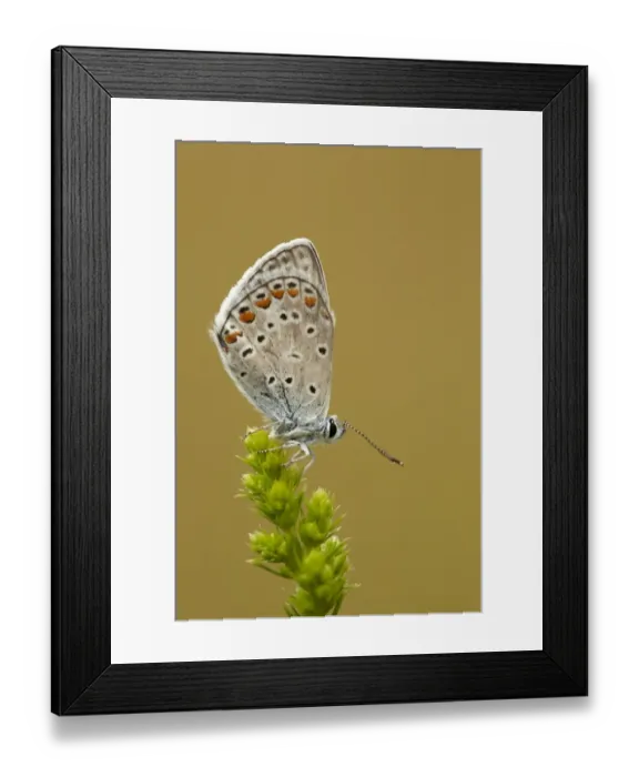 Framed Print : Common Blue (Polyommatus icarus) adult, resting on plant in early morning, Bulgaria, june Framed Print : Common Blue (Polyommatus icarus) adult, resting on plant in early morning, Bulgaria, june