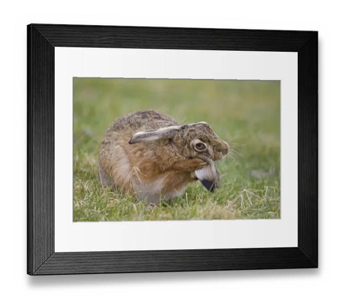 Framed Print : European Hare (Lepus europaeus) adult male, grooming ear with front paws, Suffolk, England, february Framed Print : European Hare (Lepus europaeus) adult male, grooming ear with front paws, Suffolk, England, february