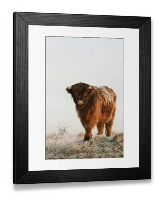 Framed Print : Domestic Cattle, Highland Cattle, calf, standing on frost covered grazing marsh at dawn, Oare Marshes Nature Reserve Framed Print : Domestic Cattle, Highland Cattle, calf, standing on frost covered grazing marsh at dawn, Oare Marshes Nature Reserve