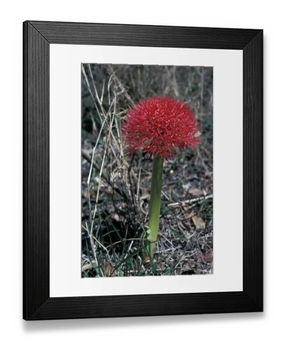 Framed Print : Red Haemanthus Blood Lily Haemanthus sanguineus Framed Print : Red Haemanthus Blood Lily Haemanthus sanguineus