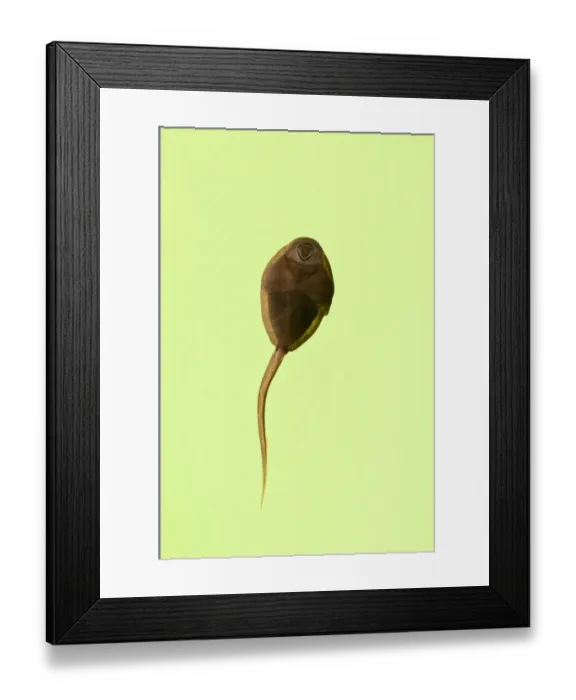 Framed Print : Blacktip Shark (Carcharhinus limbatus) and Long-beaked Common Dolphin (Delphinus capensis) adults Framed Print : Blacktip Shark (Carcharhinus limbatus) and Long-beaked Common Dolphin (Delphinus capensis) adults