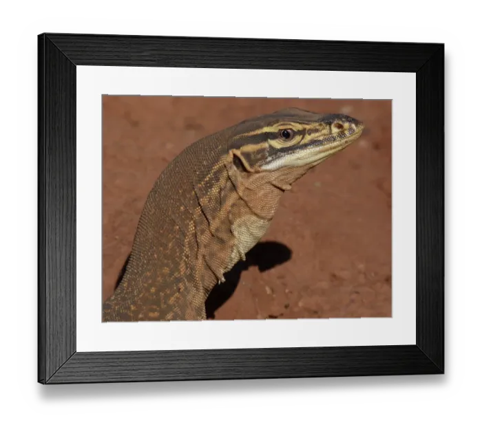 Framed Print : Yellow-spotted Monitor (Varanus panoptes) adult, close-up of head, Western Australia, Australia Framed Print : Yellow-spotted Monitor (Varanus panoptes) adult, close-up of head, Western Australia, Australia