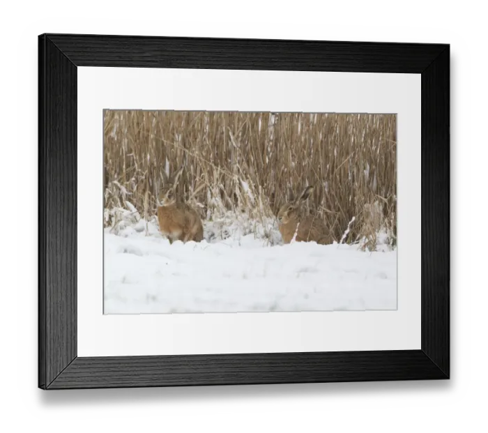 Framed Print : European Hare (Lepus europaeus) adult pair, sitting on snow at edge of reedbed, Suffolk, England, february Framed Print : European Hare (Lepus europaeus) adult pair, sitting on snow at edge of reedbed, Suffolk, England, february