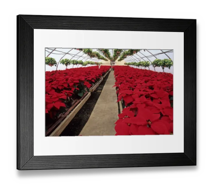 Framed Print : Poinsettia (Euphorbia pulcherrima) commercial crop, growing in large polytunnel, U. S. A Framed Print : Poinsettia (Euphorbia pulcherrima) commercial crop, growing in large polytunnel, U. S. A