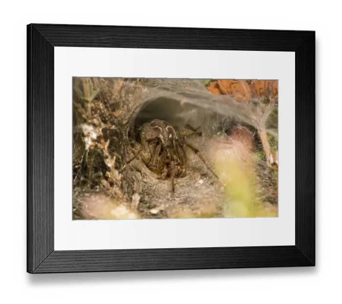 Framed Print : Labyrinth Spider (Agelena labyrinthica) adult female, at entrance to funnel-shaped retreat in web
