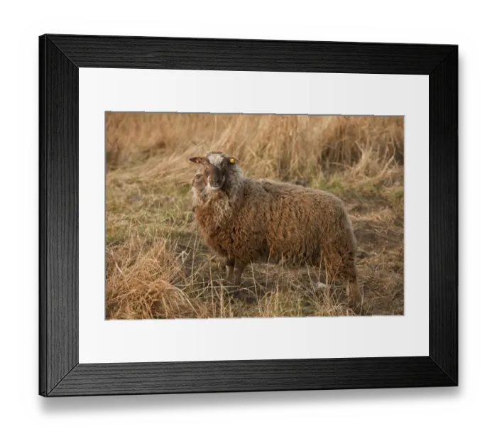 Framed Print : Domestic Sheep, Shetland ewe, on coastal wetland pasture, part of Norfolk Wildlife Trust flying flock used for Framed Print : Domestic Sheep, Shetland ewe, on coastal wetland pasture, part of Norfolk Wildlife Trust flying flock used for