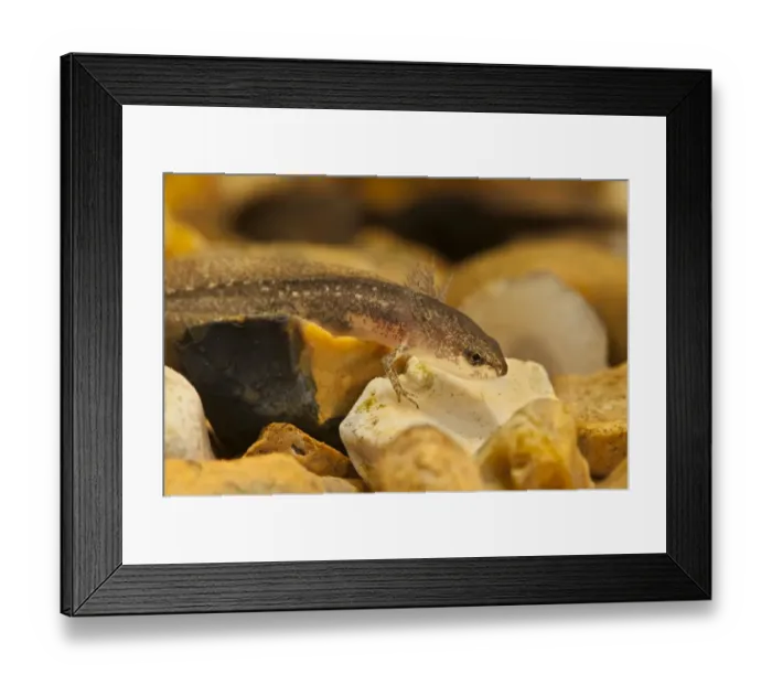 Framed Print : Palmate Newt (Lissotriton helveticus) larva, resting on gravel underwater, Belvedere, Bexley, Kent, England