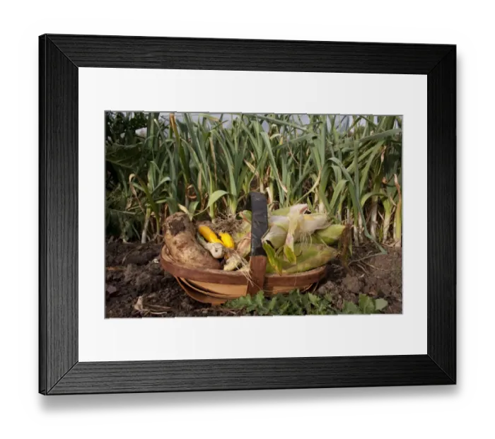 Framed Print : Trug filled with homegrown vegetables, including maize and potatoes, England, october