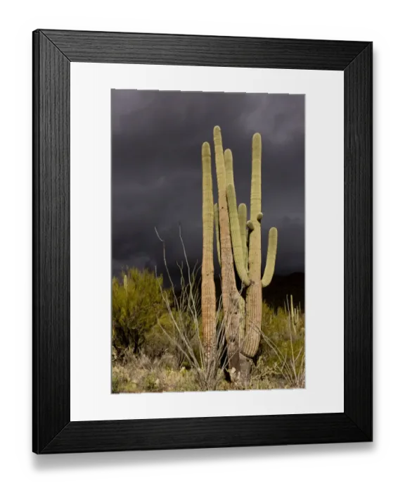 Framed Print : Saguaro Cacti (Carnegiea gigantea) growing in desert with approaching stormclouds, Saguaro N. P Framed Print : Saguaro Cacti (Carnegiea gigantea) growing in desert with approaching stormclouds, Saguaro N. P
