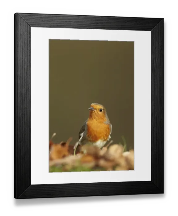 Framed Print : European Robin (Erithacus rubecula) adult, foraging amongst fallen leaves on woodland floor, Shropshire, England Framed Print : European Robin (Erithacus rubecula) adult, foraging amongst fallen leaves on woodland floor, Shropshire, England