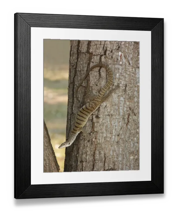 Framed Print : Spotted Tree Monitor (Varanus timorensis) adult female, descending tree trunk, Western Australia, Australia Framed Print : Spotted Tree Monitor (Varanus timorensis) adult female, descending tree trunk, Western Australia, Australia