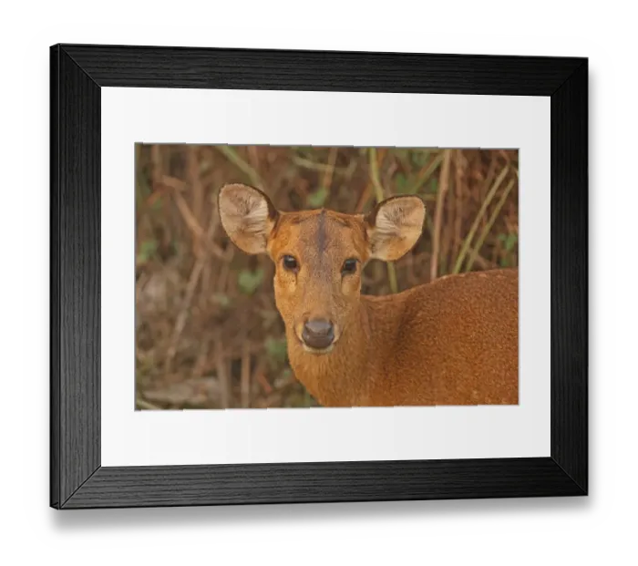 Framed Print : Hog Deer (Axis porcinus porcinus) adult female, close-up of head, Kaziranga N. P. Assam, India, january Framed Print : Hog Deer (Axis porcinus porcinus) adult female, close-up of head, Kaziranga N. P. Assam, India, january