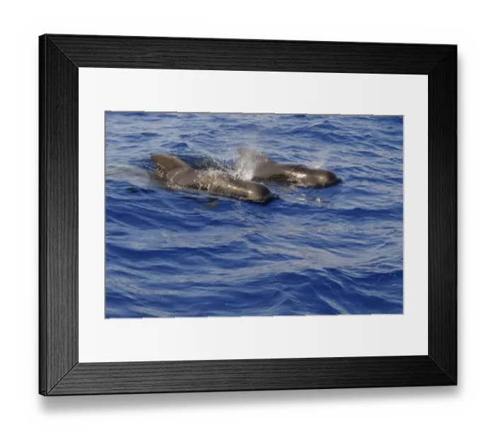 Framed Print : Short-finned Pilot Whale (Globicephala macrorhynchus) two adults, spouting, surfacing from water, Maldives, march Framed Print : Short-finned Pilot Whale (Globicephala macrorhynchus) two adults, spouting, surfacing from water, Maldives, march