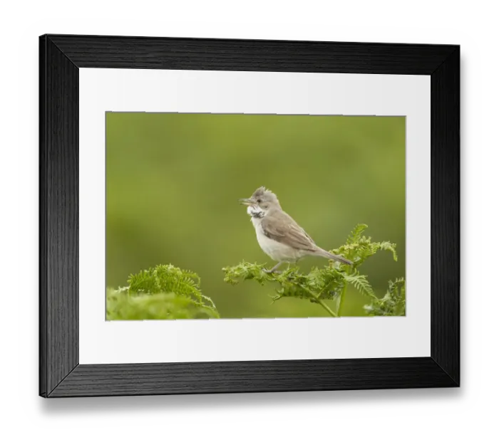Framed Print : Common Whitethroat (Sylvia communis) adult male, singing, perched on bracken, Pembrokeshire, Wales, july Framed Print : Common Whitethroat (Sylvia communis) adult male, singing, perched on bracken, Pembrokeshire, Wales, july