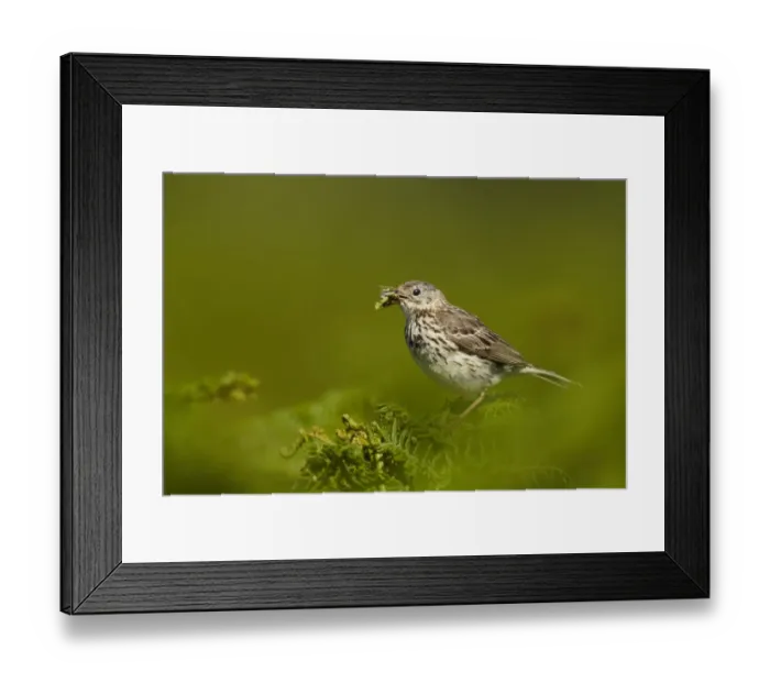 Framed Print : Meadow Pipit (Anthus pratensis) adult, with insects in beak, perched on bracken Framed Print : Meadow Pipit (Anthus pratensis) adult, with insects in beak, perched on bracken