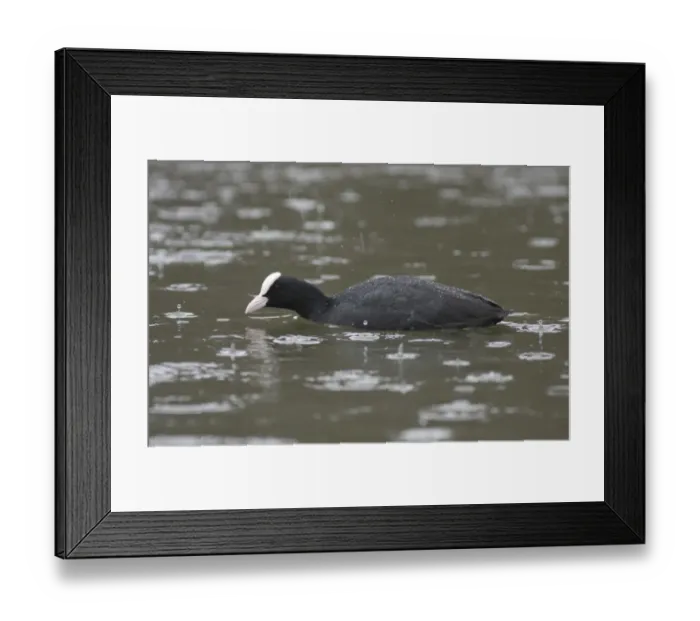 Framed Print : Common Coot (Fulica atra) adult, swimming on lake in heavy rain shower, West Yorkshire, England, february Framed Print : Common Coot (Fulica atra) adult, swimming on lake in heavy rain shower, West Yorkshire, England, february