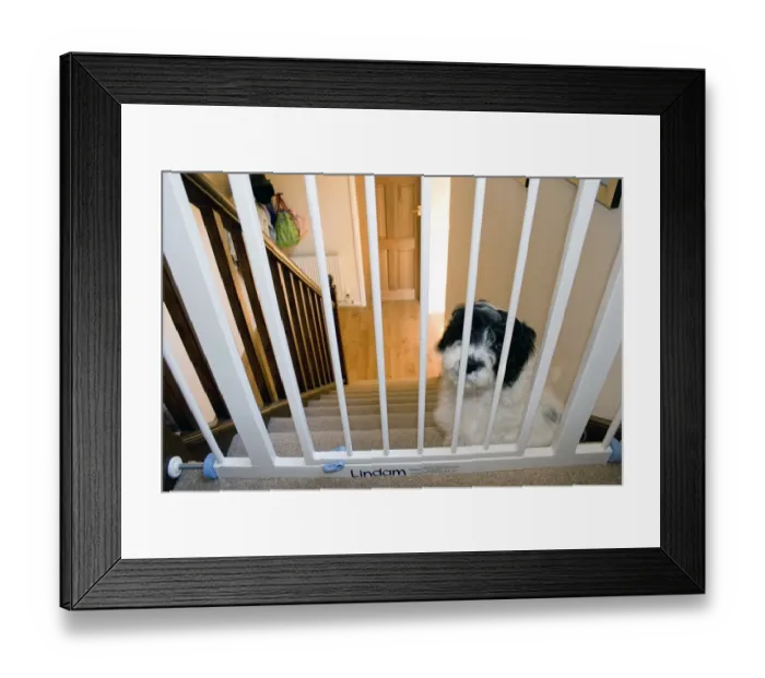 Framed Print : Domestic Dog, Cockerpoo, puppy, sitting beside stairgate at top of stairs, England Framed Print : Domestic Dog, Cockerpoo, puppy, sitting beside stairgate at top of stairs, England