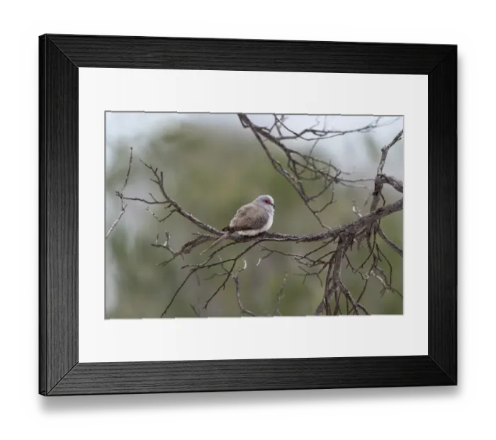 Framed Print : Diamond Dove (Geopelia cuneata) adult, perched on branch, Western Australia, Australia Framed Print : Diamond Dove (Geopelia cuneata) adult, perched on branch, Western Australia, Australia