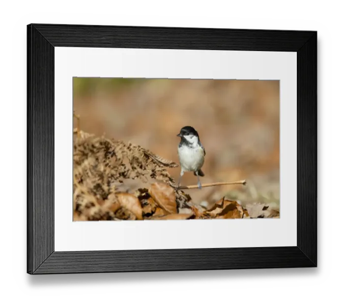 Framed Print : Coal Tit (Periparus ater) adult, foraging amongst leaf litter on forest floor, New Forest N. P Framed Print : Coal Tit (Periparus ater) adult, foraging amongst leaf litter on forest floor, New Forest N. P