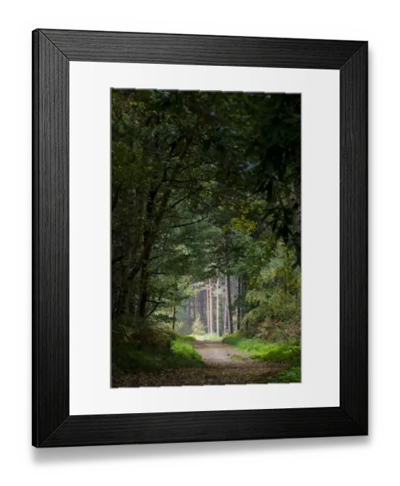 Framed Print : Footpath through mixed deciduous and coniferous woodland habitat, Clumber Park, Nottinghamshire, England, october Framed Print : Footpath through mixed deciduous and coniferous woodland habitat, Clumber Park, Nottinghamshire, England, october
