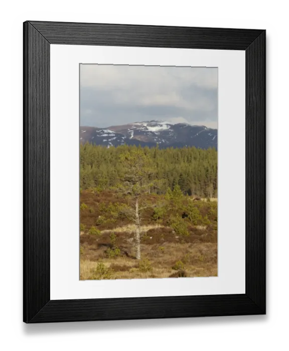 Framed Print : View of upland coniferous forest habitat, Glenfeshie, Cairngorms, Highlands, Scotland, january Framed Print : View of upland coniferous forest habitat, Glenfeshie, Cairngorms, Highlands, Scotland, january