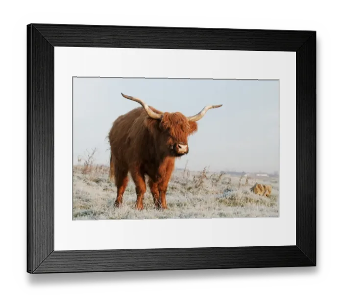 Framed Print : Domestic Cattle, Highland Cattle, cow, standing on frost covered grazing marsh at dawn, Oare Marshes Nature Reserve Framed Print : Domestic Cattle, Highland Cattle, cow, standing on frost covered grazing marsh at dawn, Oare Marshes Nature Reserve