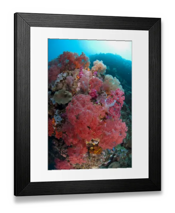 Framed Print : Red soft coral in reef habitat, Lembeh Straits, Sulawesi, Sunda Islands, Indonesia Framed Print : Red soft coral in reef habitat, Lembeh Straits, Sulawesi, Sunda Islands, Indonesia