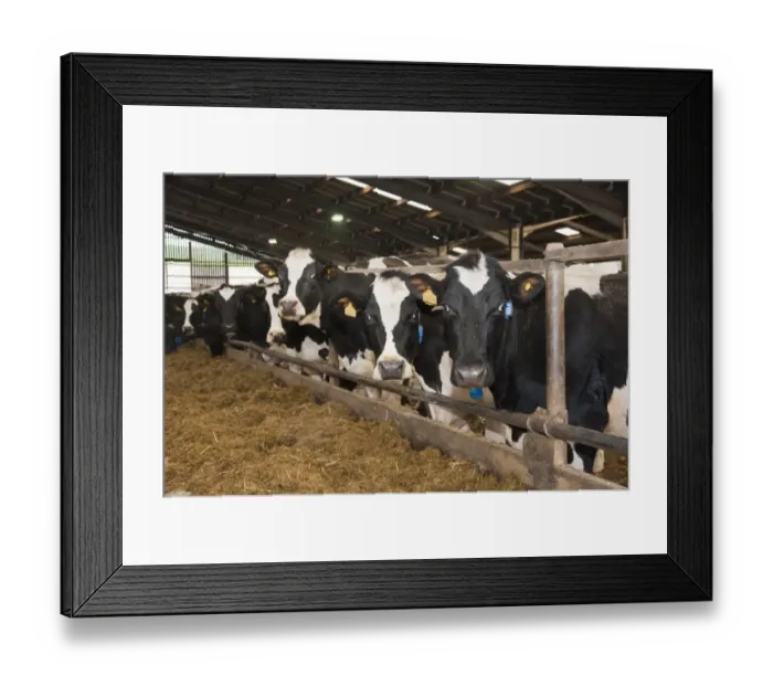 Framed Print : Dairy farming, pedigree Holstein Friesian cows, standing at feed trough in cubicle house, Dumfries, Scotland, january Framed Print : Dairy farming, pedigree Holstein Friesian cows, standing at feed trough in cubicle house, Dumfries, Scotland, january
