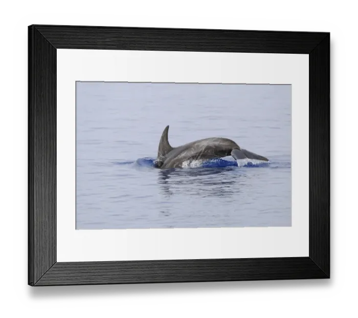 Framed Print : Rissos Dolphin (Grampus griseus) adult, scarred individual, diving, Maldives, march
