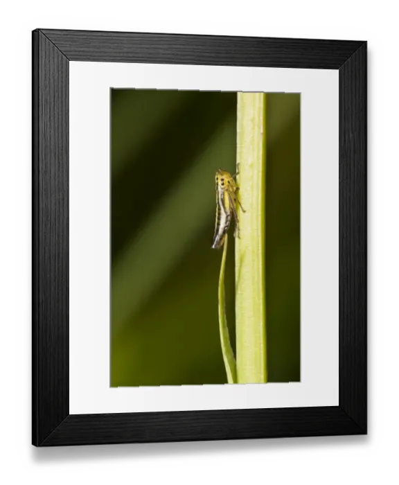 Framed Print : Common Froghopper (Philoenus spumarius) adult, resting on Common Spotted Orchid (Dactylorhiza fuchsii) stem Framed Print : Common Froghopper (Philoenus spumarius) adult, resting on Common Spotted Orchid (Dactylorhiza fuchsii) stem