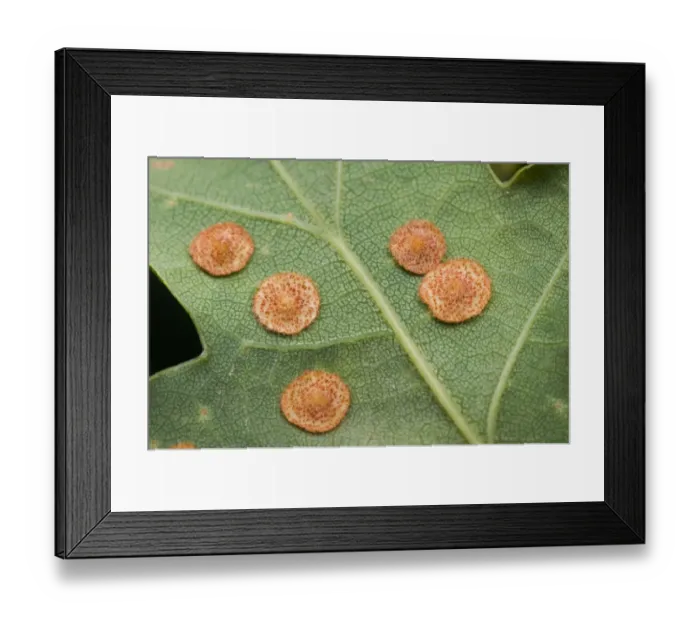 Framed Print : Common Spangle Gall Wasp (Neuroterus quercusbaccarum) galls, on underside of Oak (Quercus sp. ) leaf
