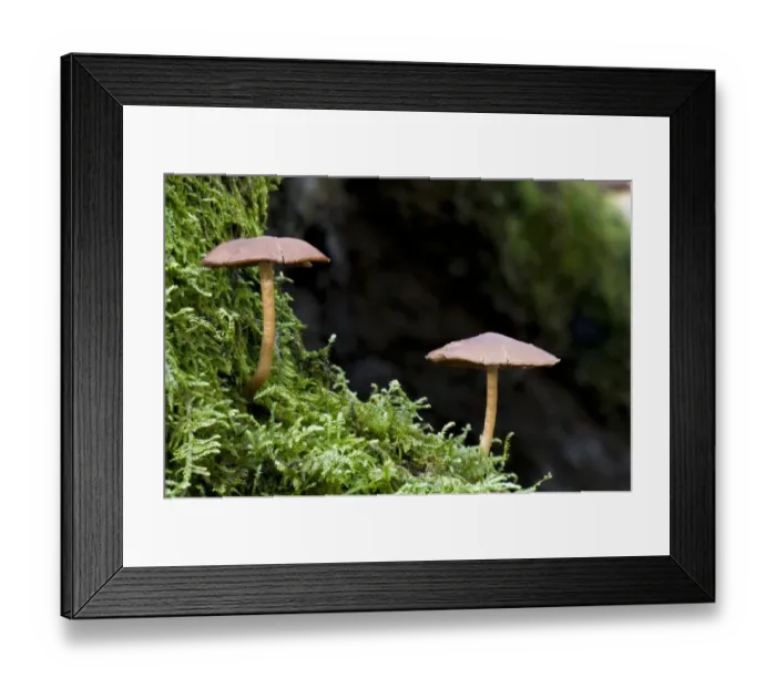 Framed Print : Common Stump Brittlestem (Psathyrella piluliformis) fruiting bodies, growing on moss covered tree stump Framed Print : Common Stump Brittlestem (Psathyrella piluliformis) fruiting bodies, growing on moss covered tree stump