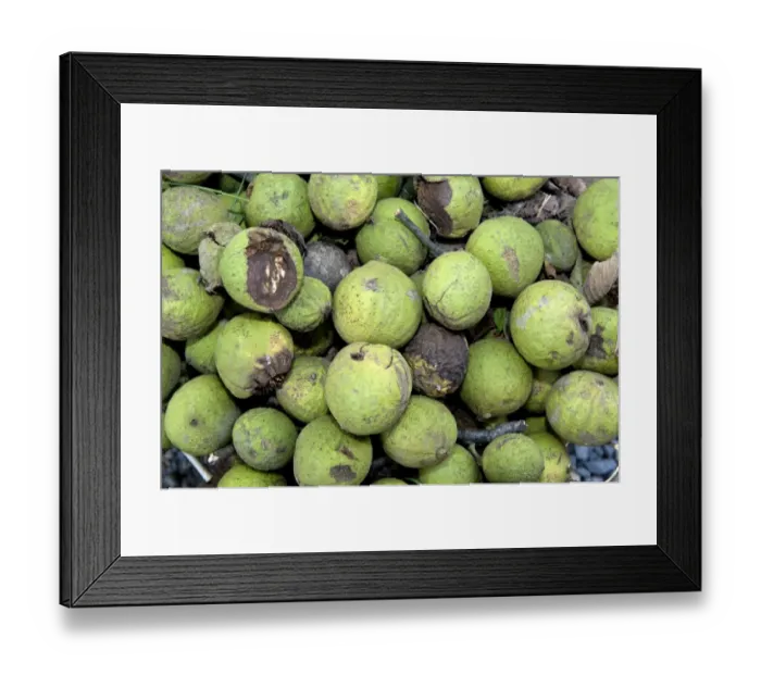 Framed Print : Black Walnut (Juglans nigra) fruit, wind fallen on ground, Pennsylvania, U. S. A. august Framed Print : Black Walnut (Juglans nigra) fruit, wind fallen on ground, Pennsylvania, U. S. A. august