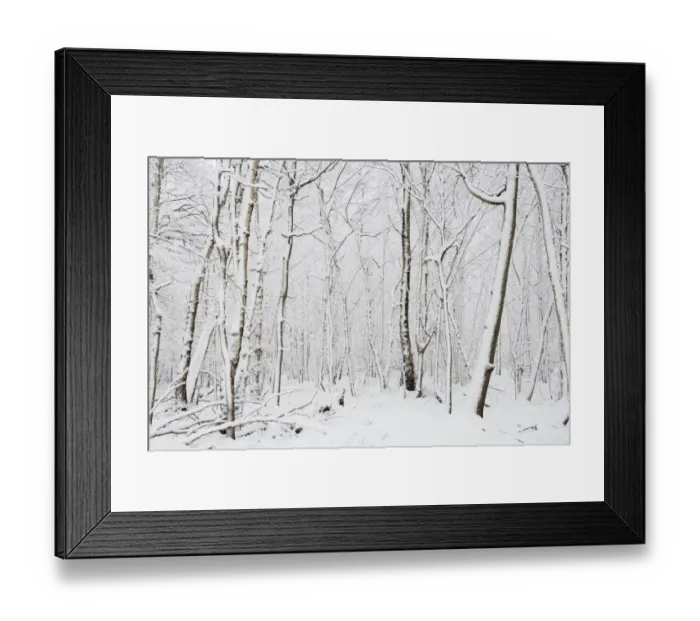 Framed Print : Snow covered deciduous woodland habitat, Brentwood, Essex, England, february