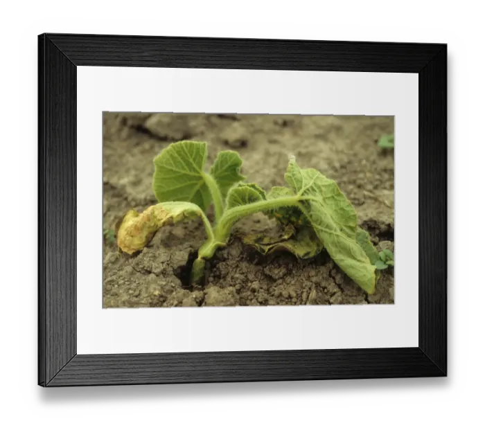 Framed Print : Buttercup Squash (Cucurbita maxima) seedling, stem snapped at ground level by wind, Gisborne, North Island, New Zealand Framed Print : Buttercup Squash (Cucurbita maxima) seedling, stem snapped at ground level by wind, Gisborne, North Island, New Zealand