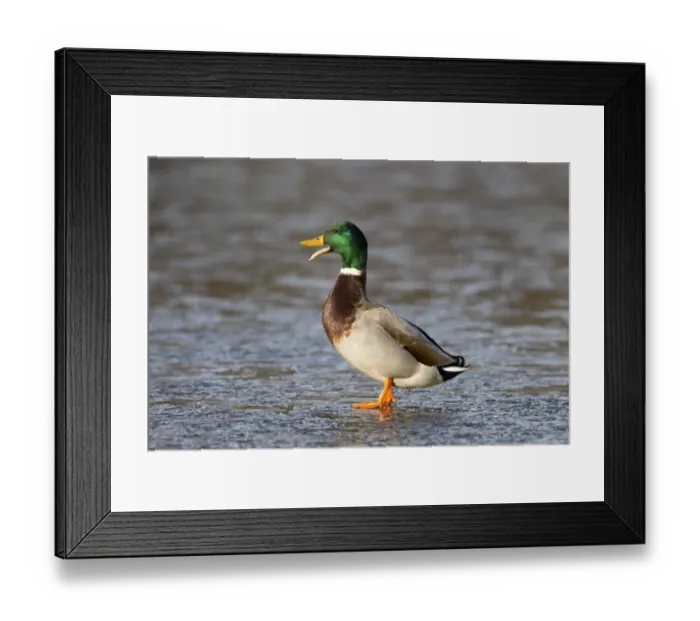 Framed Print : Mallard Duck (Anas platyrhynchos) adult male, calling, standing on ice of frozen lake, Duns Castle, Duns, Berwickshire Framed Print : Mallard Duck (Anas platyrhynchos) adult male, calling, standing on ice of frozen lake, Duns Castle, Duns, Berwickshire