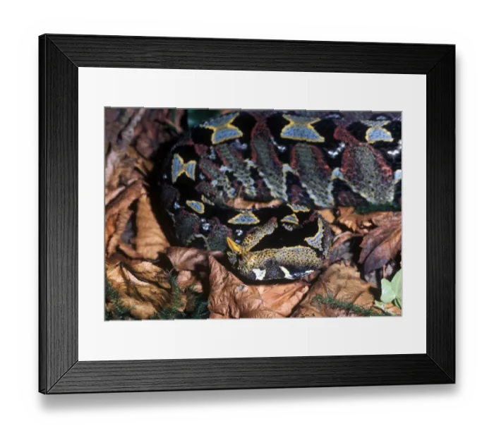 Framed Print : Snake - Viper Rhinoceros (Bitis nasicornis) close-up of head / on dead leaves Framed Print : Snake - Viper Rhinoceros (Bitis nasicornis) close-up of head / on dead leaves