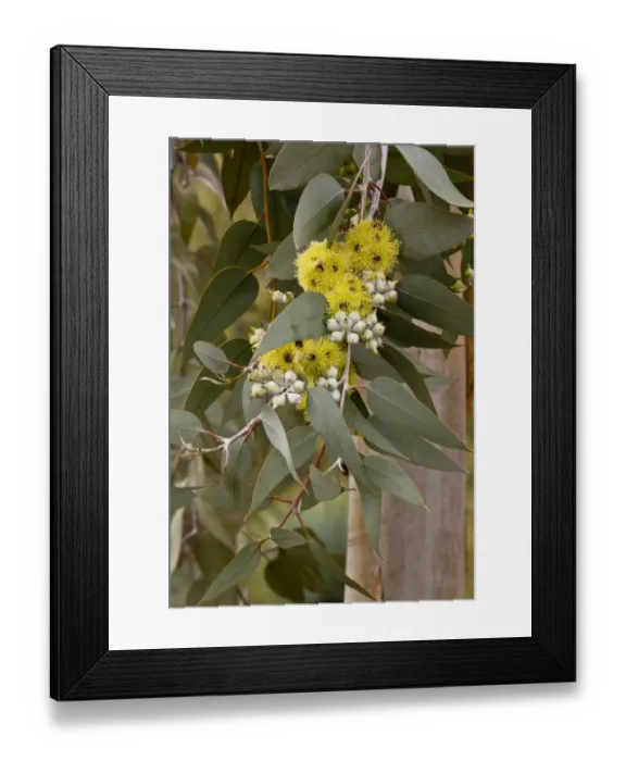 Framed Print : Lemon-flowered Mallee (Eucalyptus woodwardii) introduced species, close-up of flowers and leaves, Arizona, U. S. A Framed Print : Lemon-flowered Mallee (Eucalyptus woodwardii) introduced species, close-up of flowers and leaves, Arizona, U. S. A