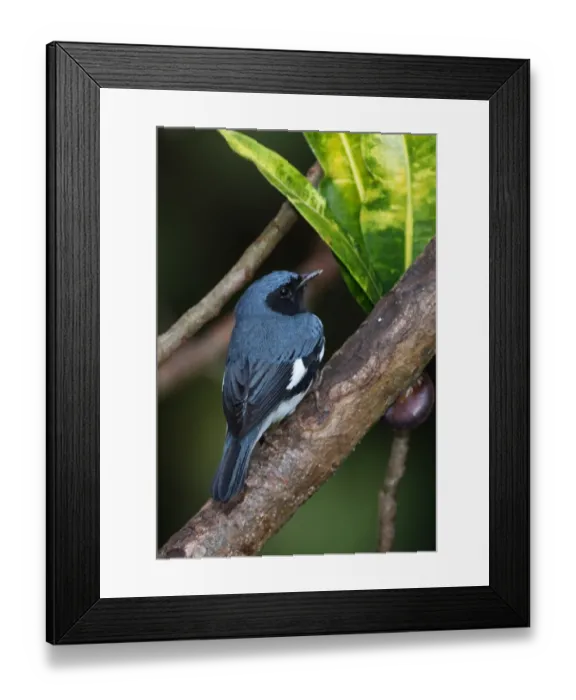 Framed Print : Black-throated Blue Warbler (Dendroica caerulescens) adult male, perched on branch, Port Antonio, Jamaica, march Framed Print : Black-throated Blue Warbler (Dendroica caerulescens) adult male, perched on branch, Port Antonio, Jamaica, march