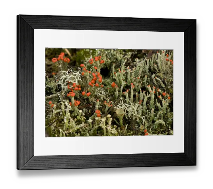 Framed Print : Cup Lichen (Cladonia diversa) fruiting bodies, growing with other lichen species on heathland Framed Print : Cup Lichen (Cladonia diversa) fruiting bodies, growing with other lichen species on heathland