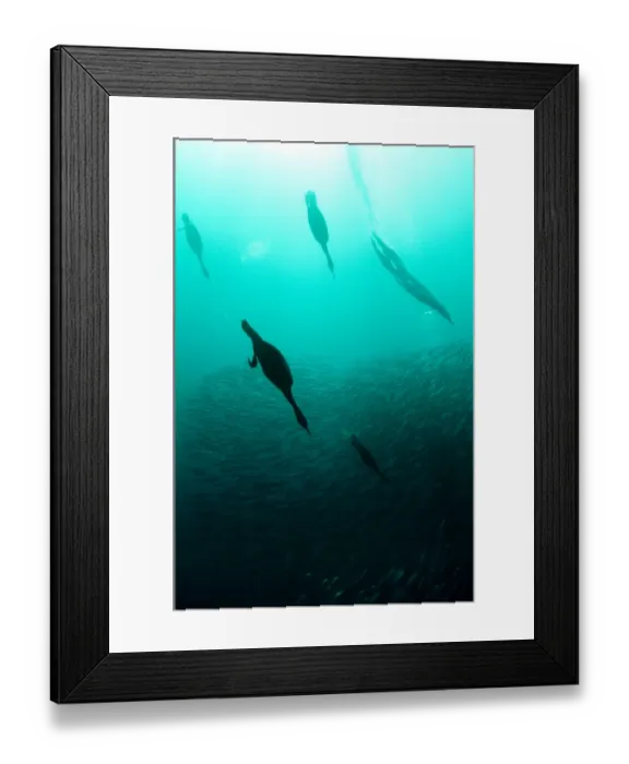 Framed Print : Cape Cormorant (Phalacrocorax capensis) and Cape Gannet (Morus capensis) mixed flock Framed Print : Cape Cormorant (Phalacrocorax capensis) and Cape Gannet (Morus capensis) mixed flock