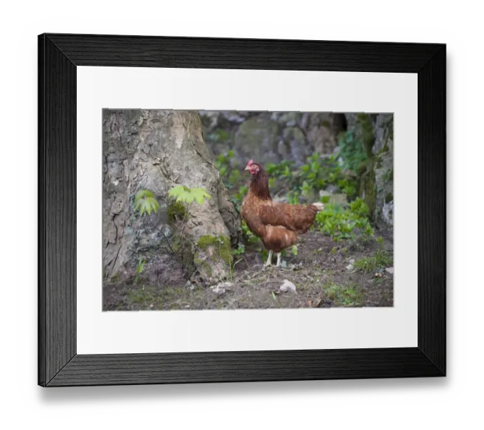 Framed Print : Domestic Chicken, freerange hen, standing beside tree trunk, Silverdale, Lancashire, England, april