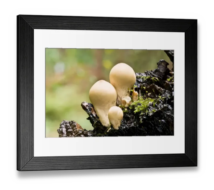 Framed Print : Stump Puffball (Lycoperdon pyriforme) fruiting bodies, growing on dead wood, Clumber Park, Nottinghamshire, England Framed Print : Stump Puffball (Lycoperdon pyriforme) fruiting bodies, growing on dead wood, Clumber Park, Nottinghamshire, England