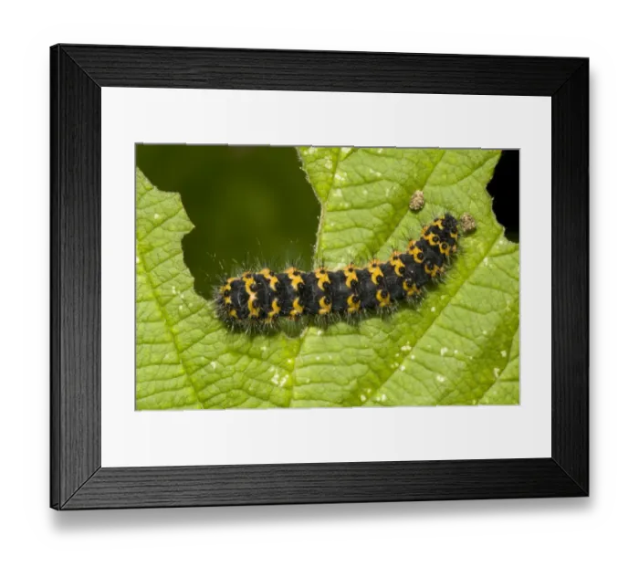Framed Print : Emperor Moth (Saturnia pavonia) early instar caterpillar, feeding on leaf, Crossness Nature Reserve, Bexley, Kent