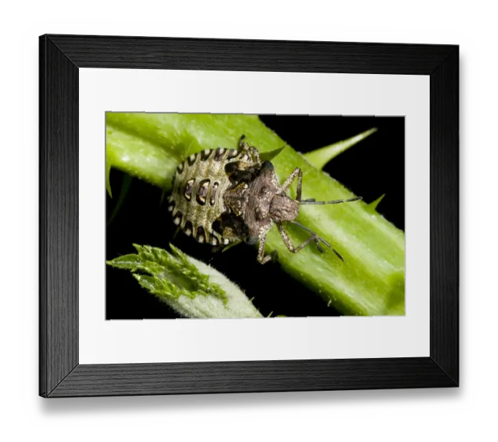 Framed Print : Forest Bug (Pentatoma rufipes) final instar nymph, walking along bramble stem, Sevenoaks Wildlife Reserve, Kent Framed Print : Forest Bug (Pentatoma rufipes) final instar nymph, walking along bramble stem, Sevenoaks Wildlife Reserve, Kent