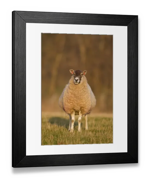 Framed Print : Domestic Sheep, mule ewe, standing in pasture, Suffolk, England, february Framed Print : Domestic Sheep, mule ewe, standing in pasture, Suffolk, England, february