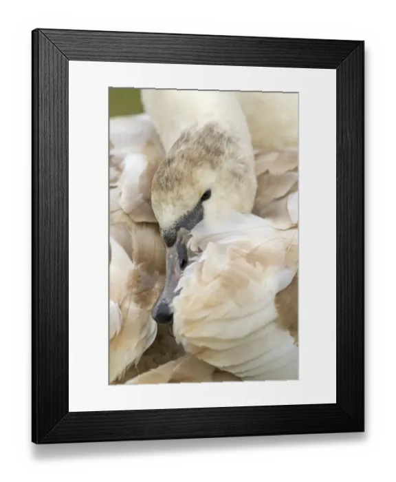 Framed Print : Mute Swan (Cygnus olor) juvenile, close-up of head, preening, Suffolk, England, february Framed Print : Mute Swan (Cygnus olor) juvenile, close-up of head, preening, Suffolk, England, february