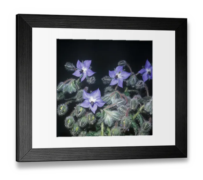 Framed Print : Borage (Borago officinialis) Close-up of plant in flower Framed Print : Borage (Borago officinialis) Close-up of plant in flower