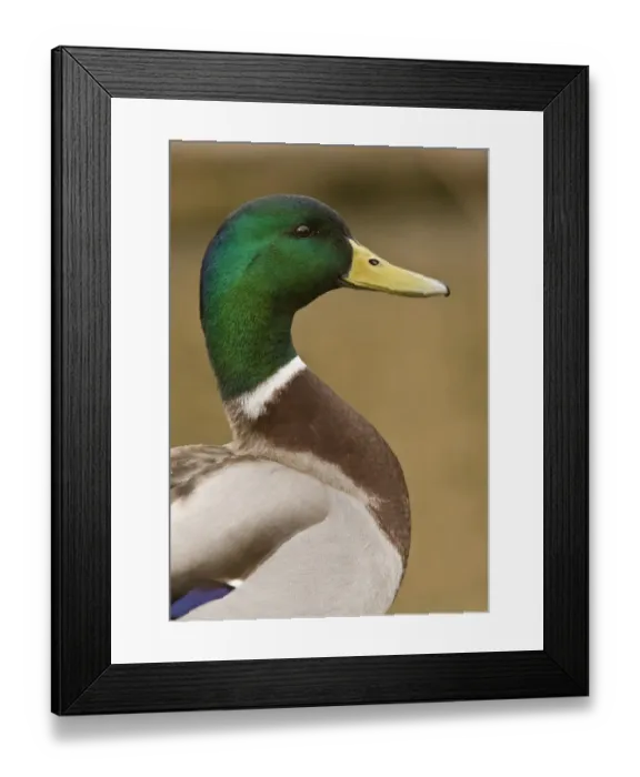 Framed Print : Mallard Duck (Anas platyrhynchos) adult male, close-up of head and neck, Norfolk, England, march Framed Print : Mallard Duck (Anas platyrhynchos) adult male, close-up of head and neck, Norfolk, England, march